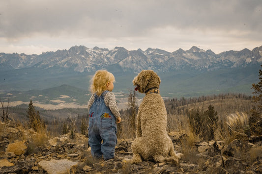 Traveling with Your Pet: Bonding & Stress Relief Tips 🐶🐱✨