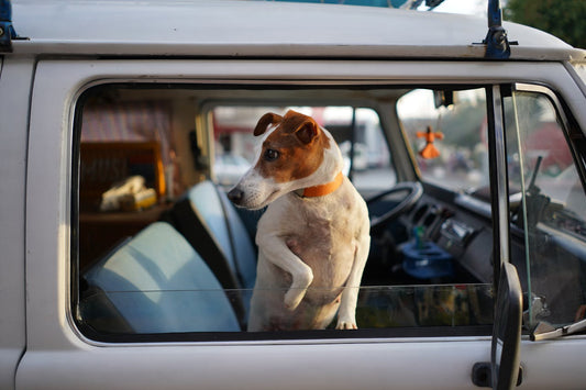 🚗🐶 How to Prepare Your Car for a Pet-Friendly Adventure 🐾🌟